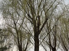 -大兴滨河森林公园