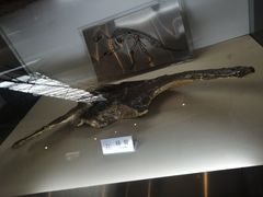 -诸城市恐龙博物馆