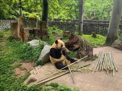-都江堰中华大熊猫苑