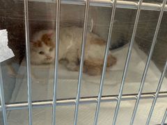 -北京赛佳动物医院