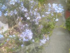 -重庆市江北嘴中央商务区中央公园