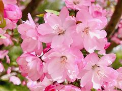 -海棠花溪(元大都城垣遗址公园)