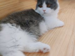 -猫腻·猫咖·撸猫馆(星光大道店)