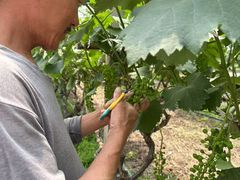 -马陆小张葡萄园农家乐