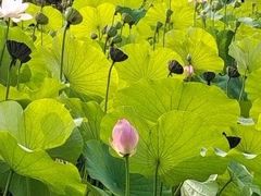 -黄金寨原生态旅游区