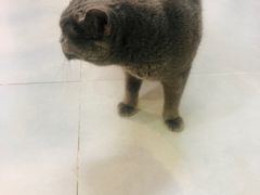 -Heymao猫咖.咖啡厅(东门店)