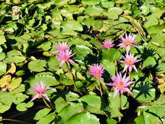 -墨尔本皇家植物园