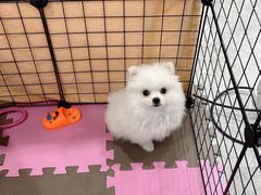 -翊宠yipet猫狗购宠庄园犬舍•猫舍