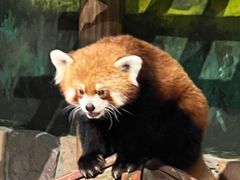 -绿色星球动物主题公园