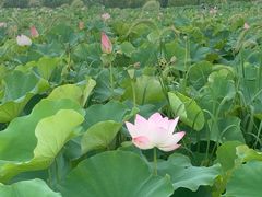 -嘉北郊野公园