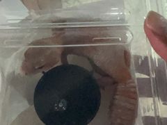 -上海大自然野生昆虫馆(东方明珠·爬宠昆虫探索中心)