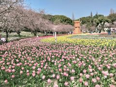 -苏州上方山国家森林公园