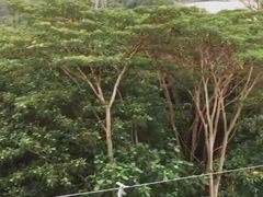 -圣淘沙天际线斜坡滑车