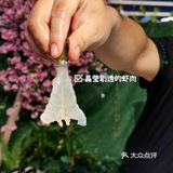 南宁首家罗氏虾主题餐厅 捞活虾真快乐[加油][加油]