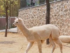 -石家庄市动物园