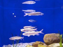 -上海海洋水族馆