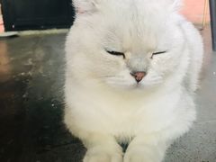 -喵屿·大理花园猫咖