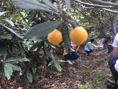 -塘栖枇杷特色园区