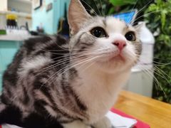 -猫小院猫主题餐厅(三里屯店)
