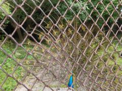 -金孔雀温泉旅游度假村