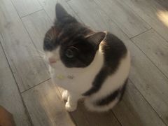 -海边的猫和咖啡馆