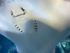 -太平洋海底世界