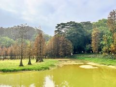 -番禺大夫山森林公园
