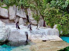 -上海野生动物园