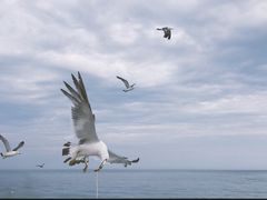 -海驴岛(荣成市)