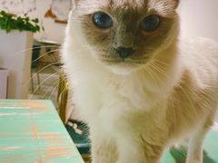 -喵喵咪呀布偶猫咖(春熙路店)