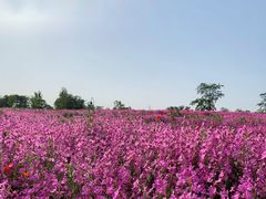 -花开海上生态园