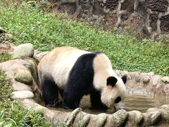-都江堰中华大熊猫苑