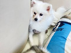 -怪兽屋·羊驼·猫咖·狗咖(俊华广场店)