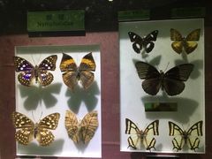 -上海昆虫博物馆