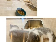 -飞行喵MR PILOT|猫舍·猫咖(静安大融城店)