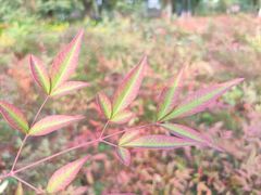 -九里河湿地公园