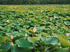 -荷塘月色湿地公园·向阳花洲