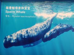 -上海海洋大学鱼文化博物馆(军工路校区)