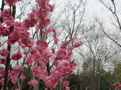 -鹅湖玫瑰文化园