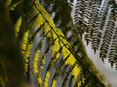 -国家植物园南园