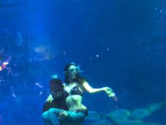 -烟台海昌鲸鲨海洋公园