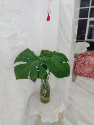 -小梨专业脱毛连锁机构