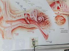 -自然之声助听器·呼吸机(贵定店)