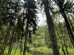 -龙苍沟森林公园