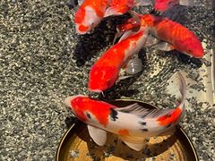 -0776食堂·京城创意菜(七里庄店)