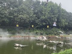 -广州长隆飞鸟乐园