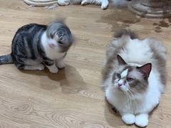 -1013 PET SHOP精品宠物商店(丁香店)
