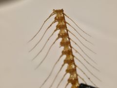 -炳胜公馆(珠江新城店)