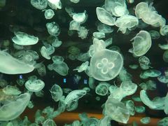 -华夏文旅海洋公园