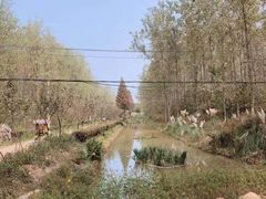 -合肥滨湖国家森林公园